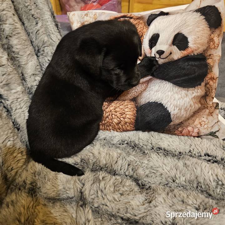 Labrador retriever Mądry Piękny mocnej budowy zachodniopomorskie Kołobrzeg