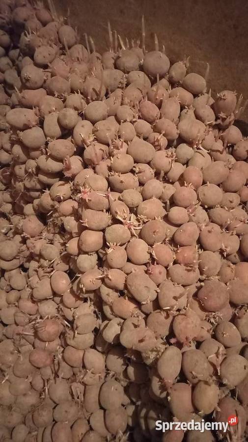 Sadzeniaki IRGA mazowieckie Ruchna sprzedam