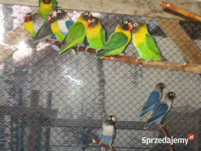 nierozłączki Kraków