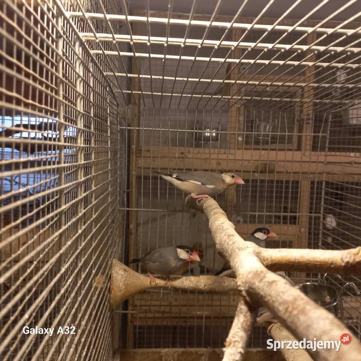 Ryżowce siwe z 2025r Garwolin