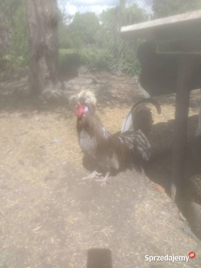 Koguty czubatki Sosnowica