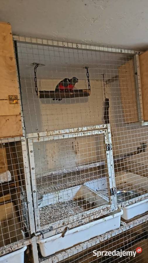 Rudosterki czerwonobrzuche pary likwidacja