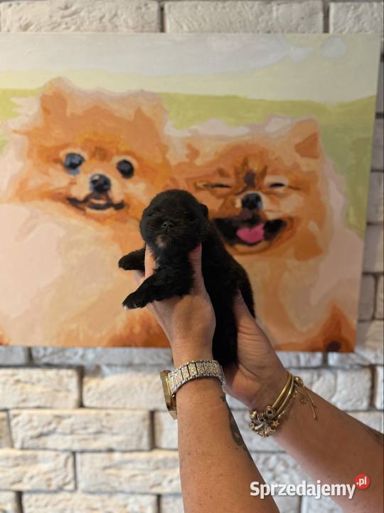 Szpic miniaturowy pomeranian boy śląskie Gliwice