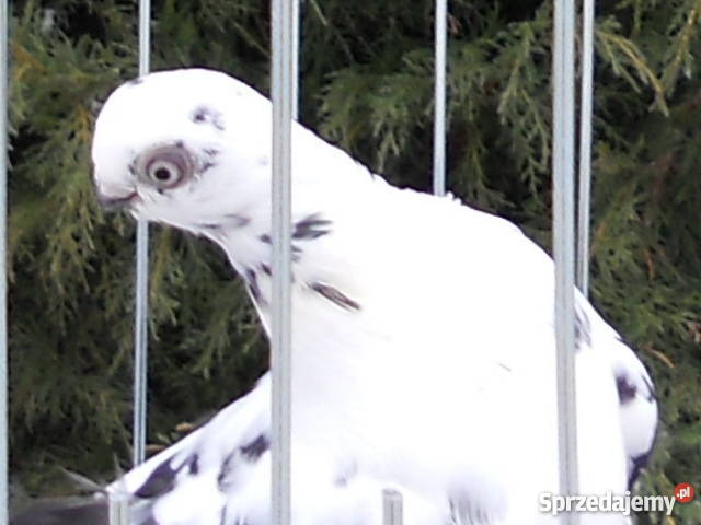 Motyl Warszawski Kielce sprzedam