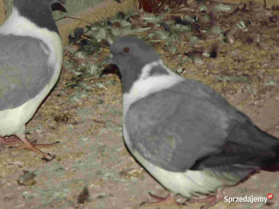 sprzedam gołebie sprzedam