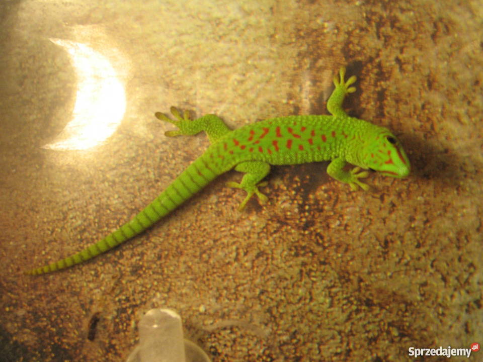 FelsumyFelsuma Madagaskarska Grandis High Red ni Zwierzęta Warszawa