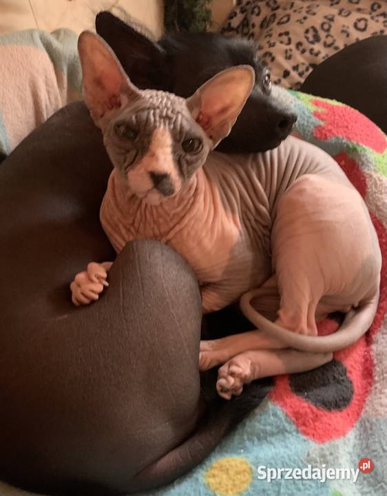 Sphynx Sfinks Likwidacja hodowli dorosle Kotełki Warszawa