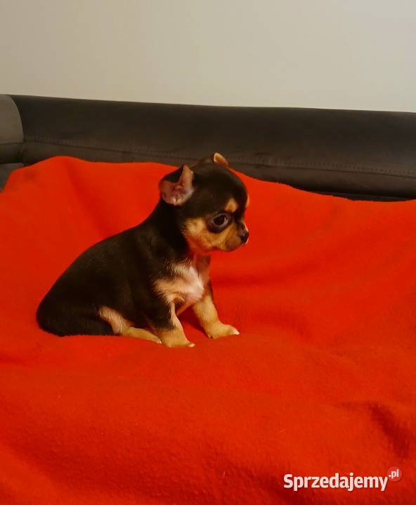 Suczka chihuahua mini Płock