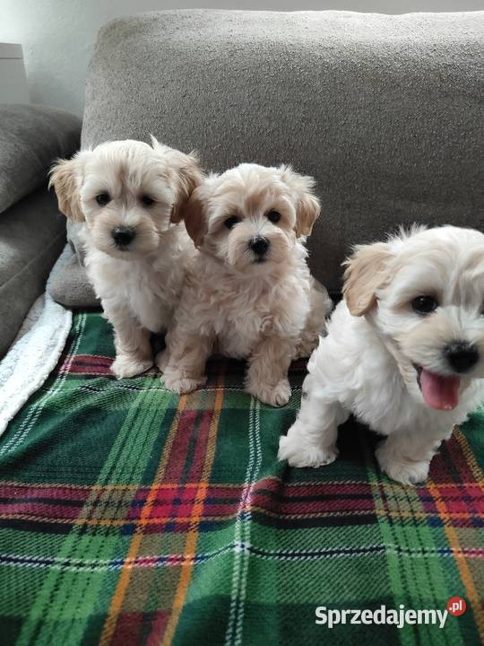 Maltipoo F1 Dobre Miasto