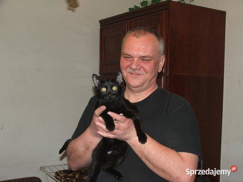 Siatka Kota na Balkon Drzwi i Okna montaż Łódź