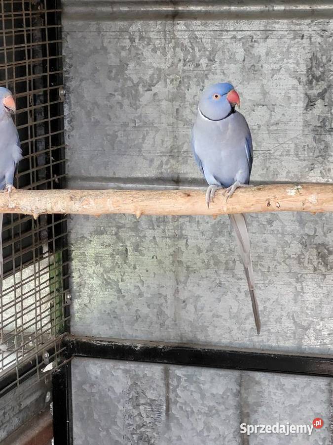 Aleksandretta obrożna fiolet para 2021r legowa Ulanica