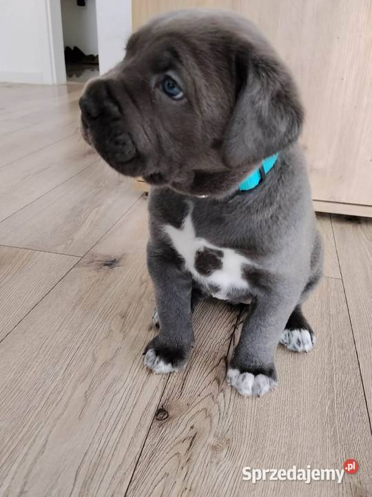 Cane Corso Italiano Łuków