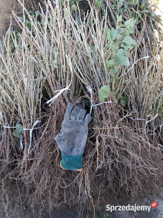 Porzeczka czarna czerwona Puławy