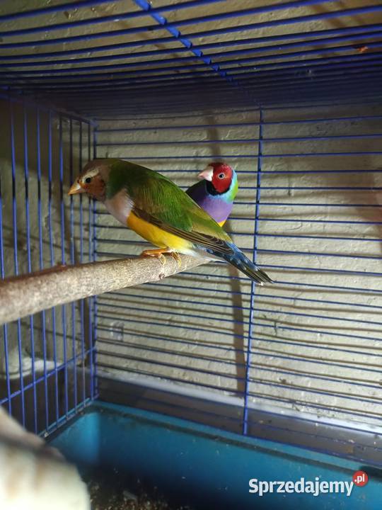 Sprzedam papugi z zdjęcia