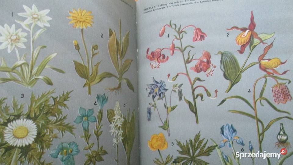 Głos przyrody Kowalewska Kownacka przyroda Książki naukowe i popularnonaukowe