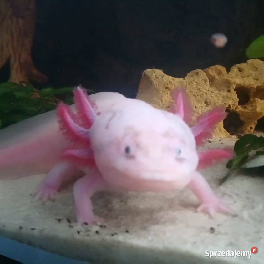 Aksolotl salamandra meksykańska Świdnica Polska
