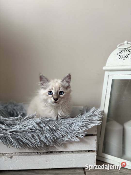 Kocurek Neva Masquerade Kępno