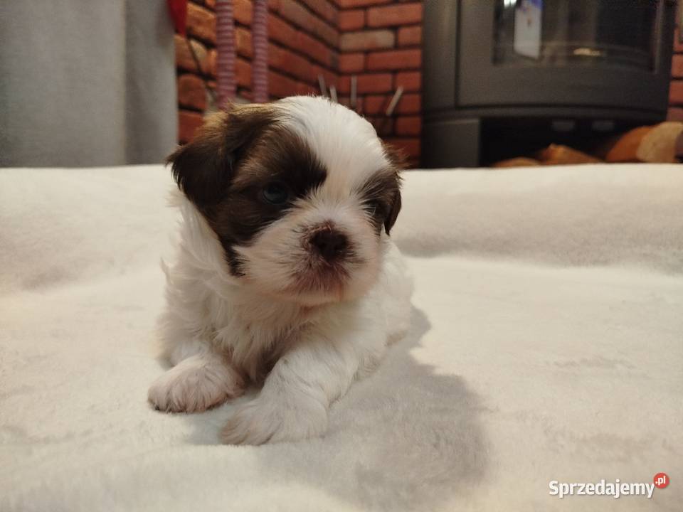 Sunia Shih Tzu rodowód Złotków