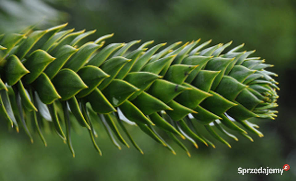 ARAUKARIA CHILIJSKA Araucaria araucanaNASIONA 50 Lubanie