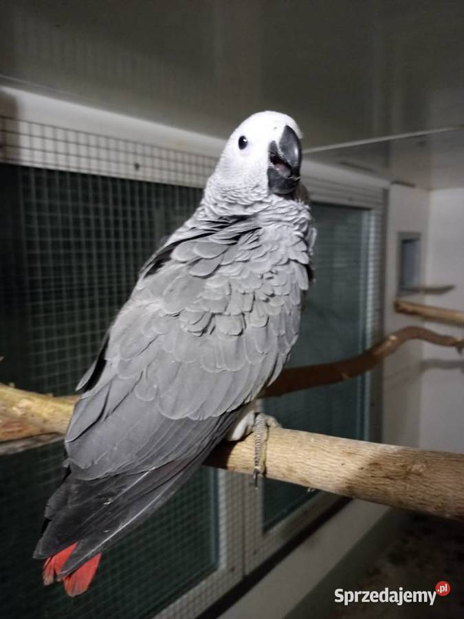 Żako kongijskie Ptaki Rakoniewice sprzedam