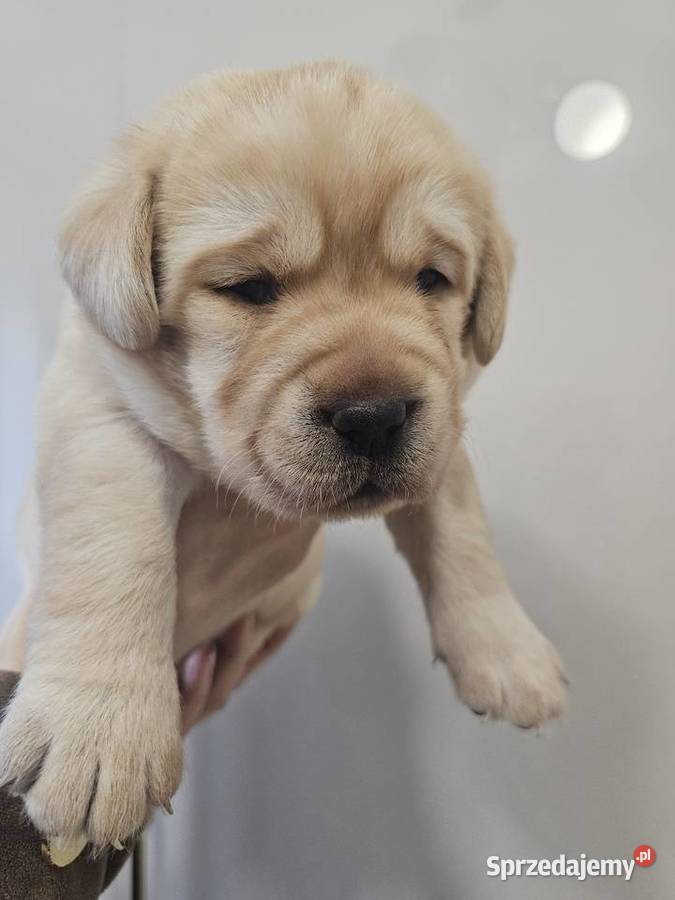 Labrador retriever Zkwp FCI Labrador Lgota Mała
