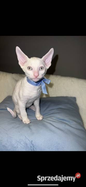 Cornish rex kocurek kotek