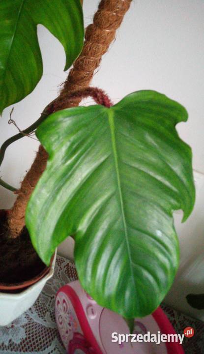 0045 Kwiaty doniczkowe Philodendron squamiferum