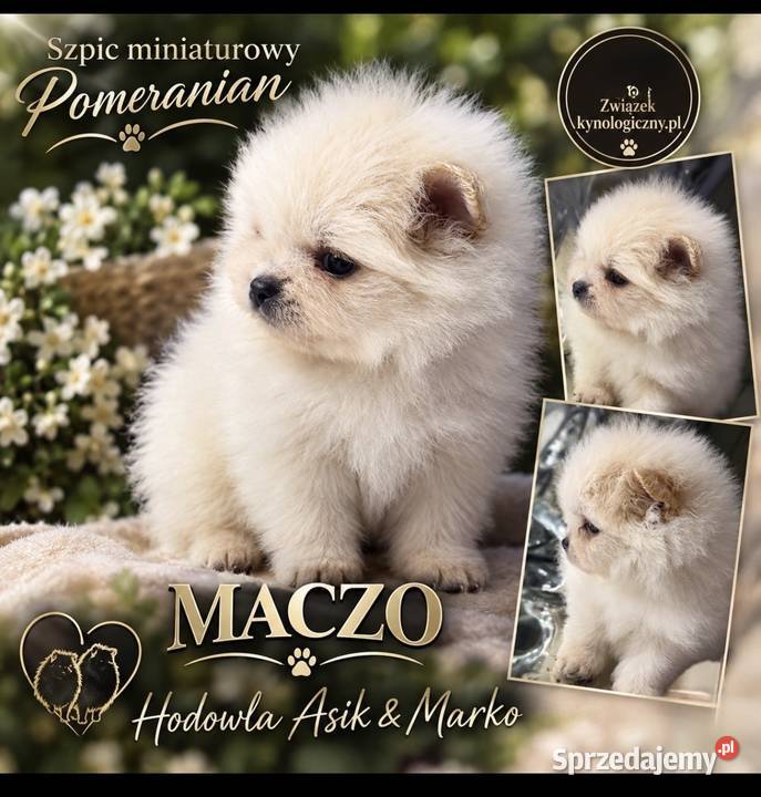 Szpic miniaturowy Pomeranian Gorzów Wielkopolski