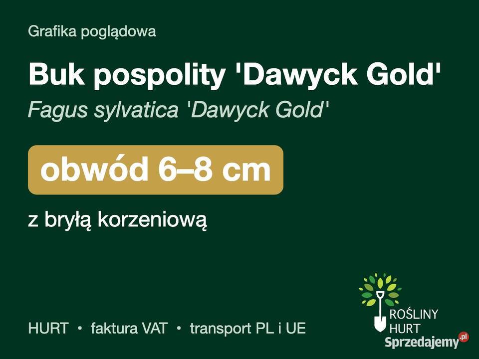 Buk pospolity Dawyck Gold obwód 68 z bryłą HURT