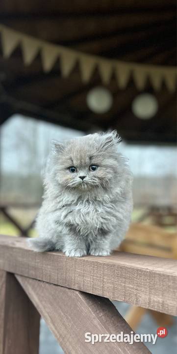 Kocur Brytyjski liliowy Rodowód WCF Mińsk Mazowiecki