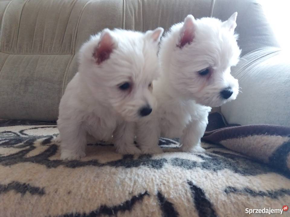 West Hghland White Terrier szczeniaczki sprzedam Lutomiersk