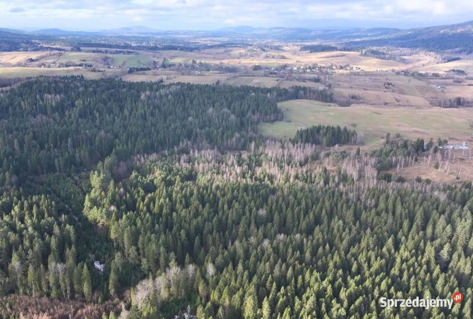 Działka Czarna 11400m2 Sprzedaż