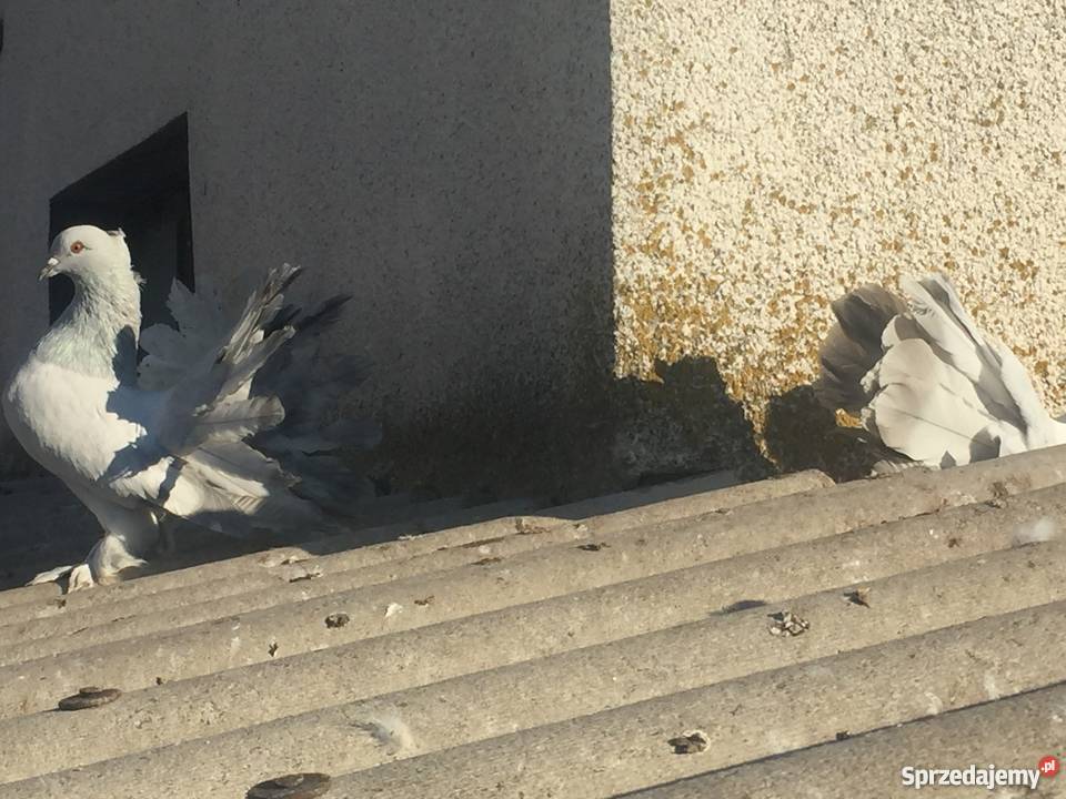 Pawik pawiki indyjskie Mogilno