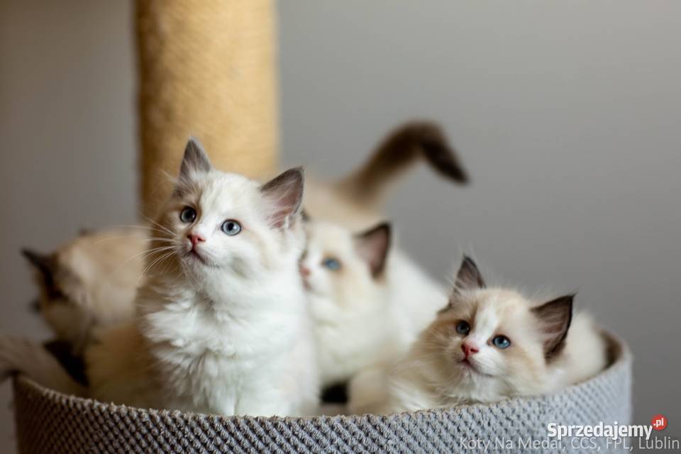 Cudowne kociaki Ragdoll FPL prawdziwy rodowód Lublin