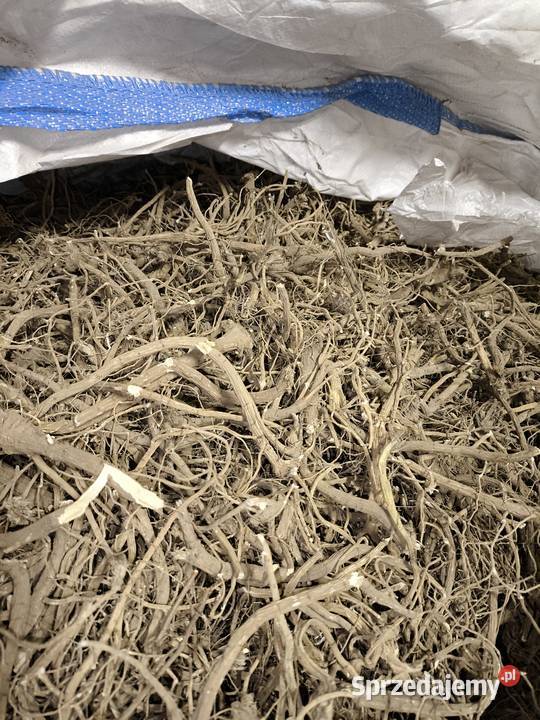 prawoślaz Krasnystaw