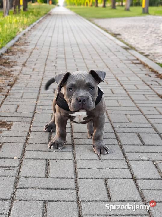 American Bully Pocket łódzkie Krośniewice