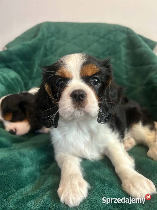 Cavalier King Charles Spaniel szczeniaki na Cavalier King Charles Spaniel warmińsko-mazurskie