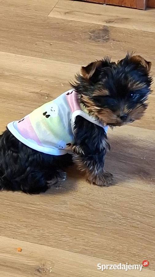 Yorkshire Terrier mala sunia York małopolskie Kraków