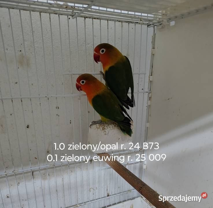 Sprzedam parę nierozłączek małopolskie Nowy Sącz sprzedam