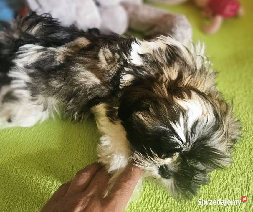 Shih Tzu chłopiec śląskie Częstochowa