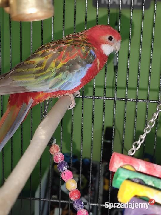 Parka papug rozella białolica Zgorzelec sprzedam