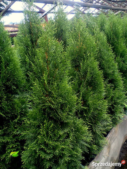 Tuja SzmaragdThuja SmaragdSzmaragdowe w