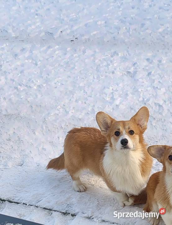 Welsh Corgi Pembroke FCI Panki