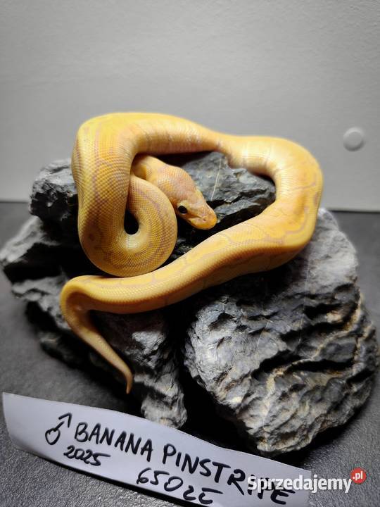 Pytony Królewskie tegoroczne maluchy Pruszków