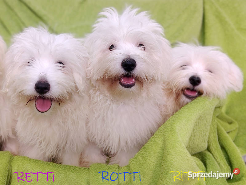 SAMIEC Piesek rasowy Coton De Tulear szczenię z