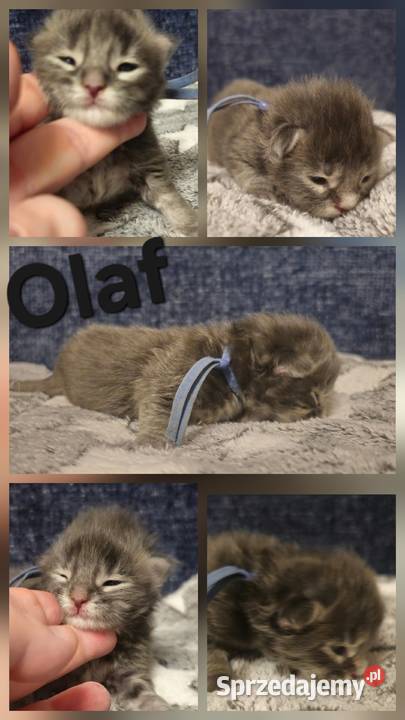 Maine coon do rezerwacji odbior lipiec zachodniopomorskie Szczecin