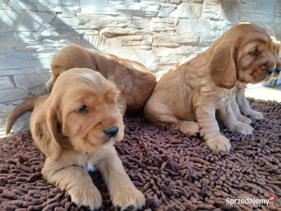 Śliczne Szczenięta Cocker Spaniel Angielski Sieradz sprzedam