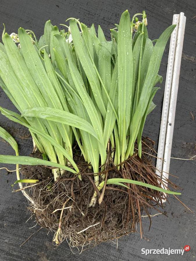 Przebiśnieg Elwesa cebulki cebule z polskiej Lublin
