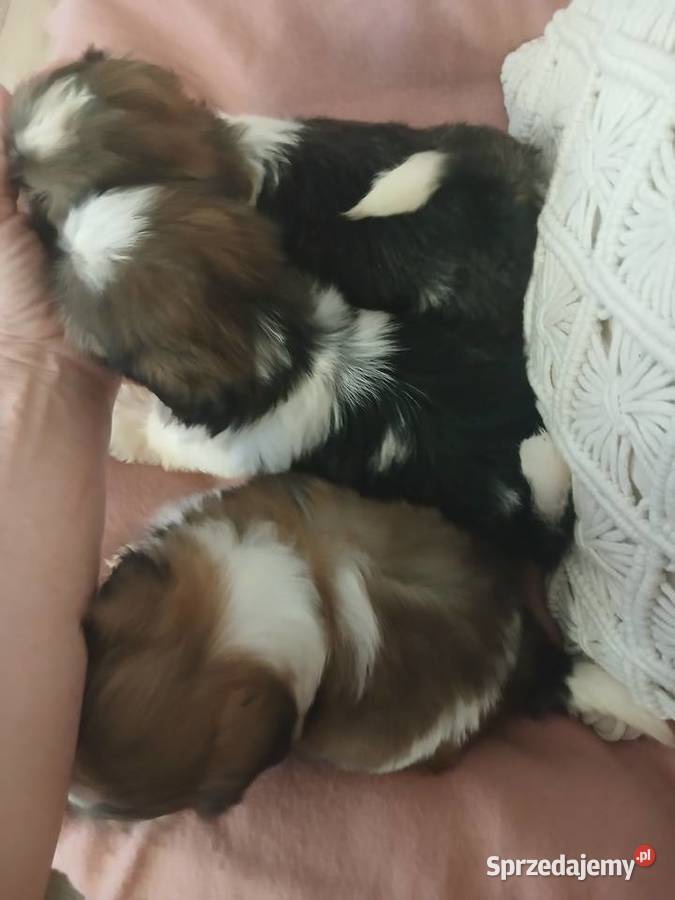 Shih tzu śliczne szczenięta śląskie Katowice