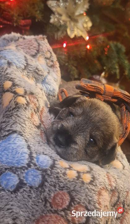 Cudny sznaucerek miniaturowy szczeniaczki czarne Wołomin